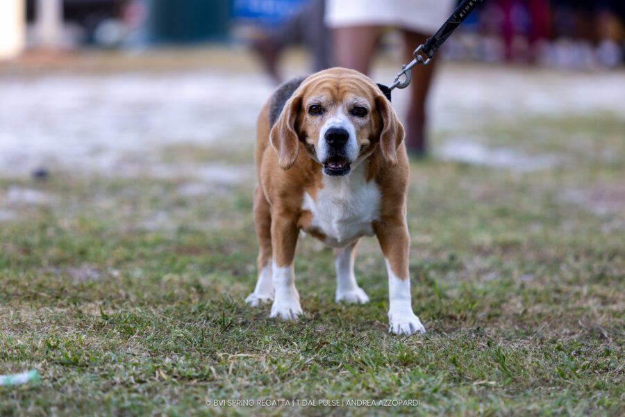 BVISR2026_Lay Day_AA-8047